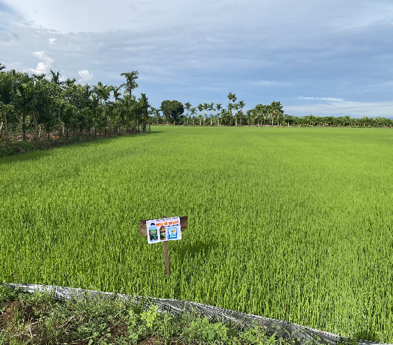 CÂY LÚA - PHÒNG TRỪ SÂU BỆNH - khu vực 719 -krong pak- Nông Dân Viên